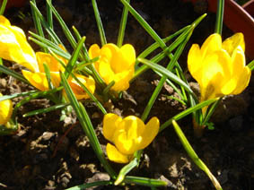 Crocus chrysanthus 'Saturnus'